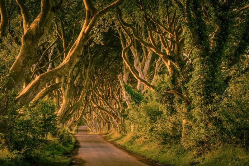 the dark hedges ireland