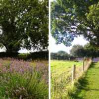 Wexford Lavender Farm