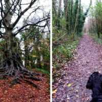 balrath woods meath