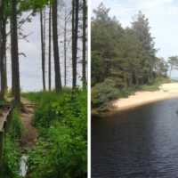 Courtown Woods Wexford