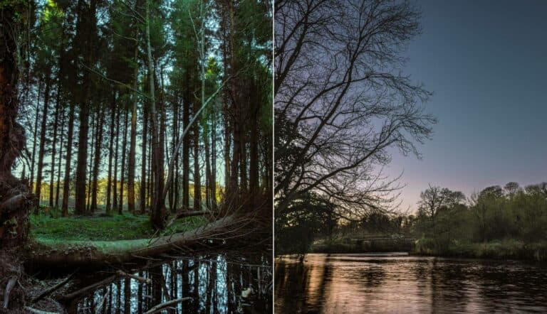 Belvoir Park Forest walks