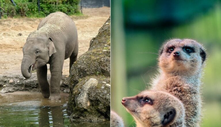 belfast zoo