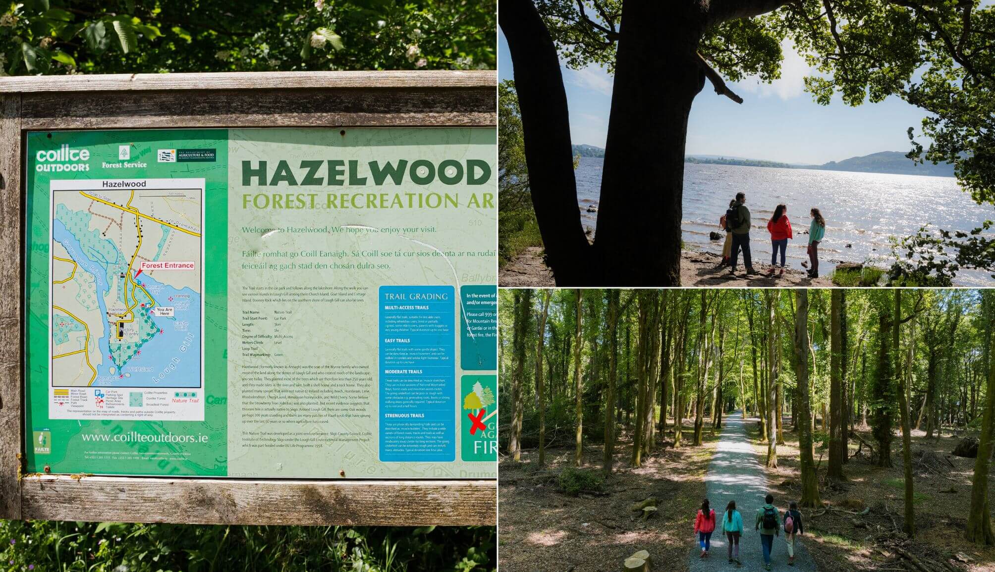 Hazelwood Forest