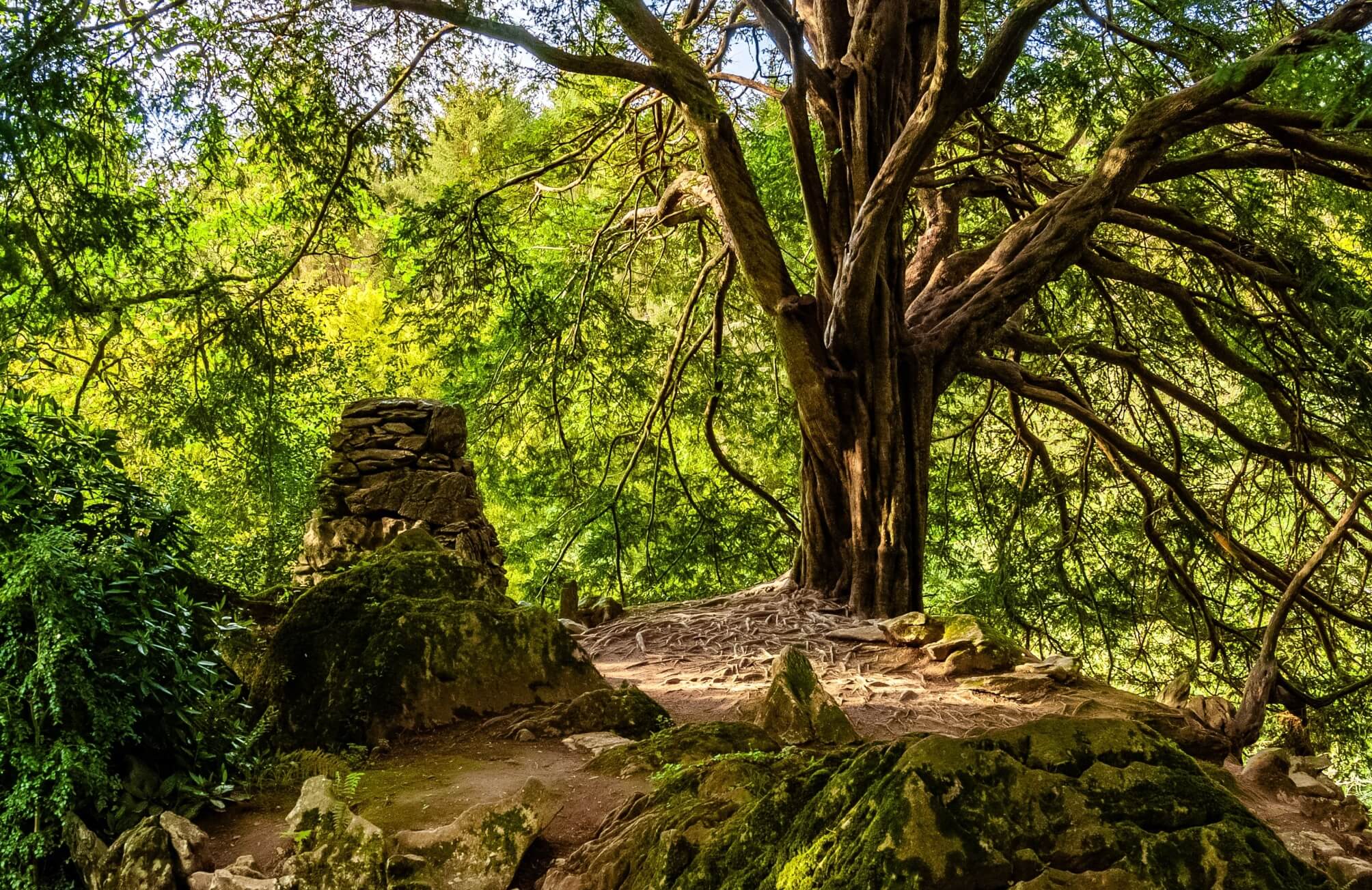 The Witch's Yew Tree