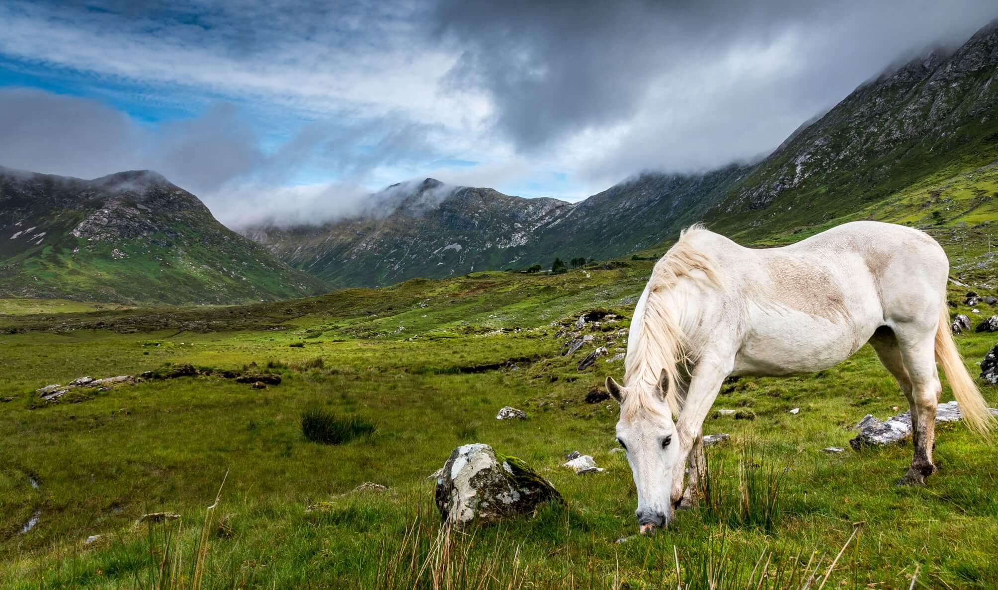 Connemara pony