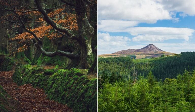 Crone Woods Wicklow