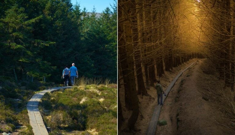 forest walks wicklow