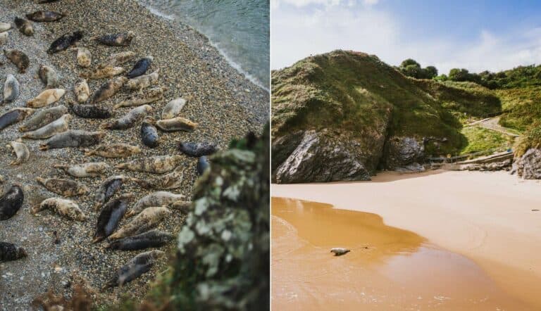 glen beach cliff walk wicklow