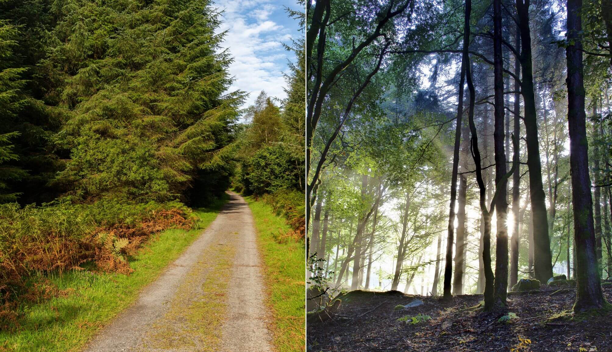 Union wood walk